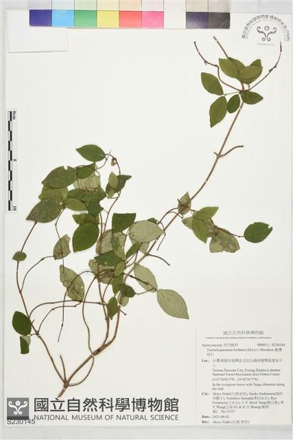 臺灣絡石藏品圖，第1張