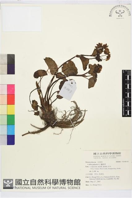 驢蹄草藏品圖，第1張