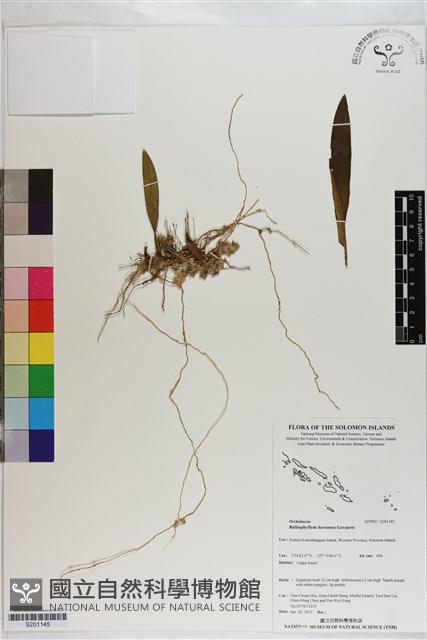 登錄號:S201145藏品圖，第1張
