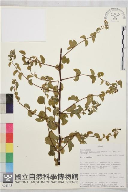 登錄號:S094145藏品圖，第1張