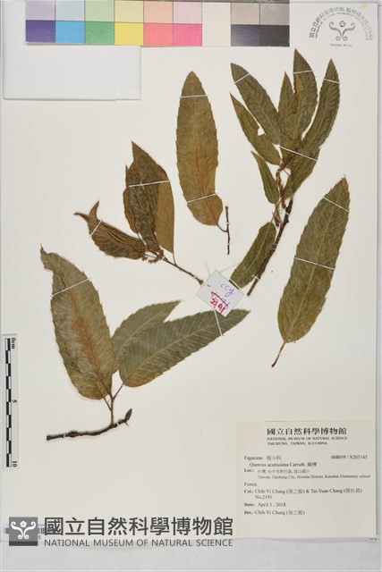 麻櫟藏品圖，第1張