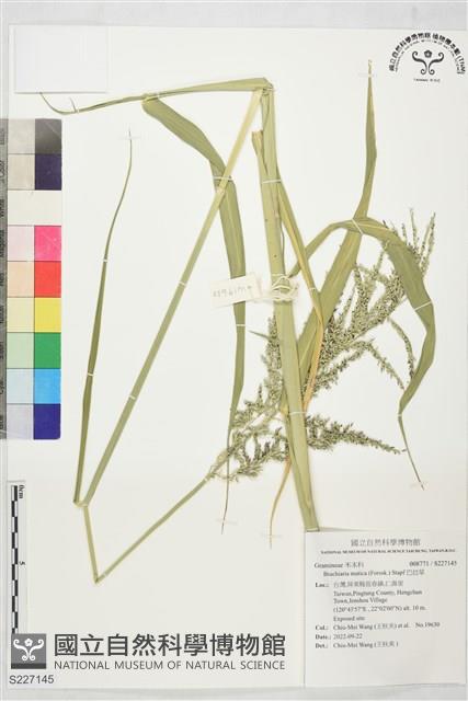 巴拉草藏品圖，第1張