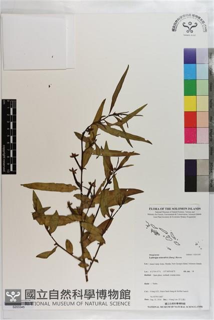 水丁香藏品圖，第1張