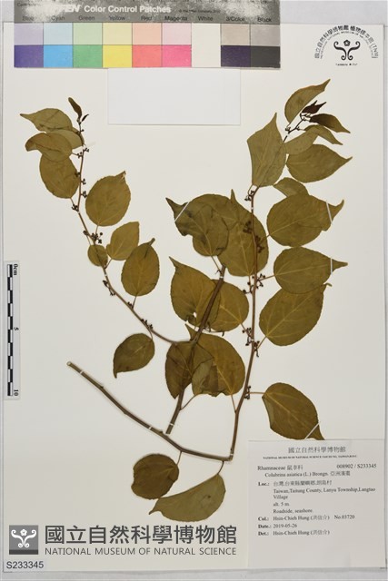 亞洲濱棗藏品圖，第1張