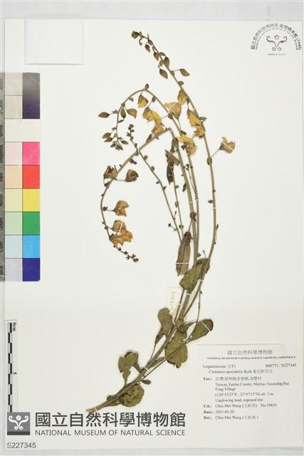 紫花野百合藏品圖，第1張