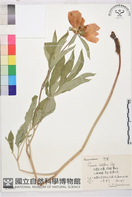 芍藥藏品圖，第1張