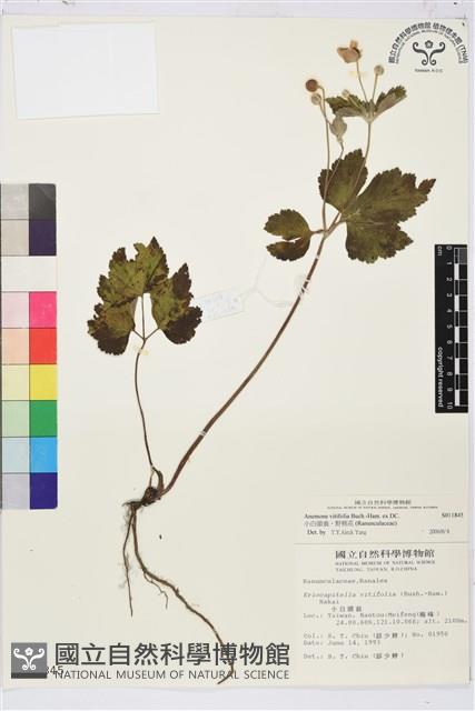 小白頭翁、野棉花藏品圖，第1張