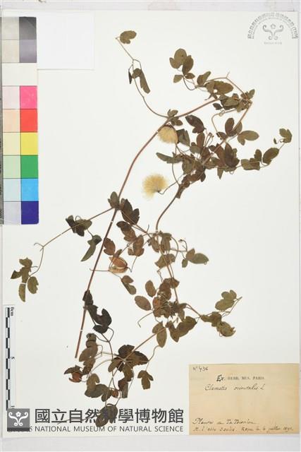 東方鐵線蓮藏品圖，第1張