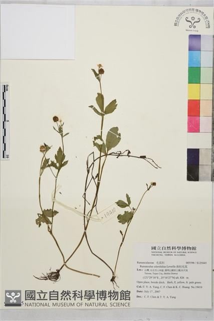 鉤柱毛茛藏品圖，第1張