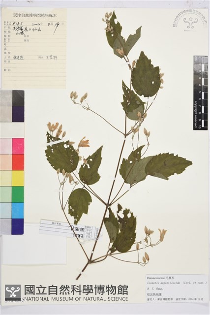 粗齒鐵線蓮藏品圖，第1張