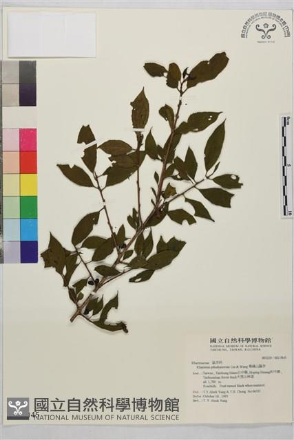 畢祿山鼠李藏品圖，第1張