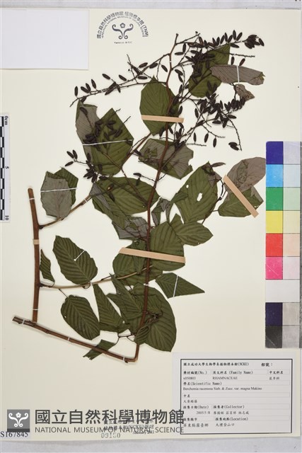 大黃鱔藤藏品圖，第1張
