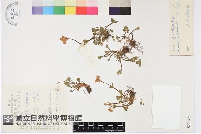 近羽裂銀蓮花藏品圖，第1張