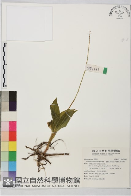 寶島羊耳蒜、寶島羊耳蘭藏品圖，第1張
