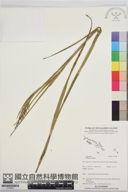 毛果珍珠茅藏品圖，第1張