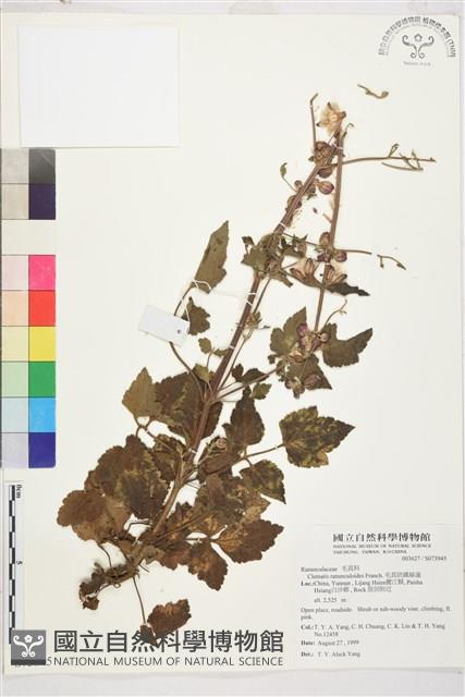 毛茛葉鐵線蓮藏品圖，第1張