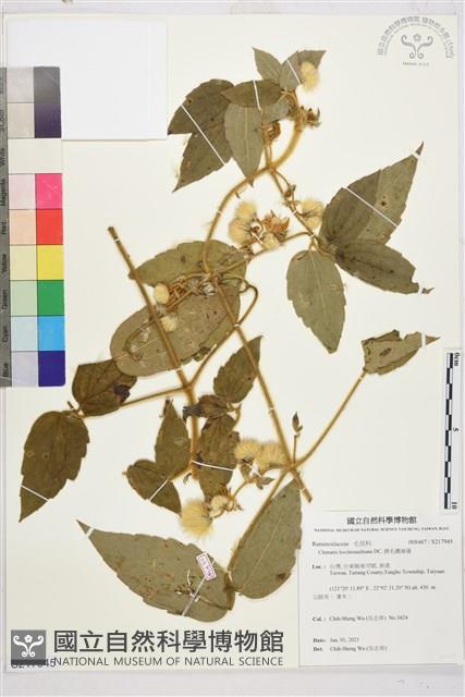 銹毛鐵線蓮藏品圖，第1張