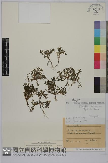 山芫荽藏品圖，第1張