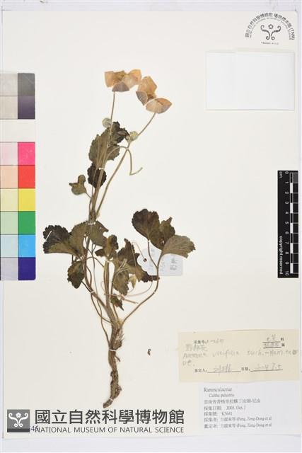 小白頭翁、野棉花藏品圖，第1張