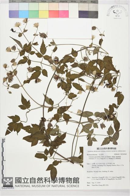 巴氏鐵線蓮藏品圖，第1張