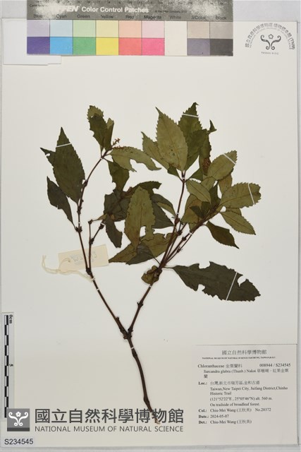 草珊瑚、紅果金粟蘭藏品圖，第1張