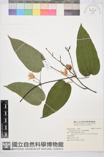 亨利氏鐵線蓮藏品圖，第1張