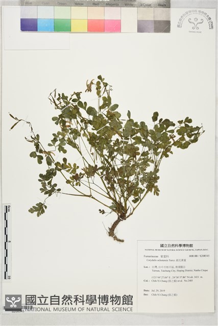 疏花黃菫藏品圖，第1張