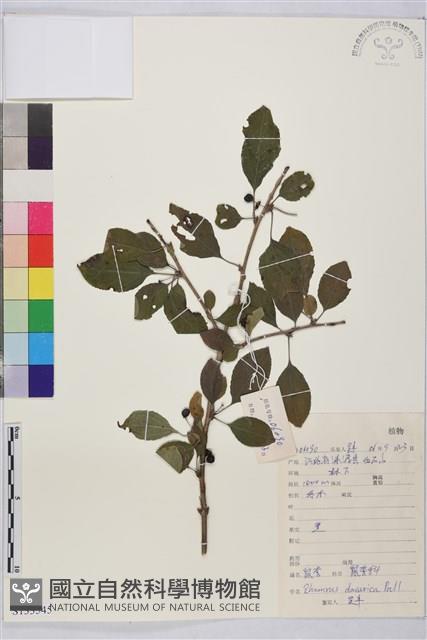 鼠李、臭李子藏品圖，第1張