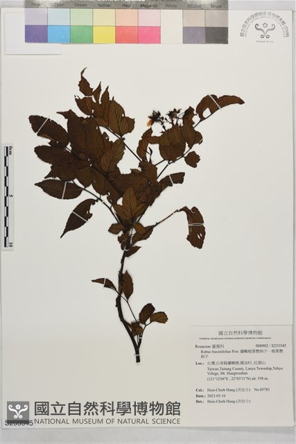 蘭嶼榿葉懸鉤子、榿葉懸鉤子藏品圖，第1張