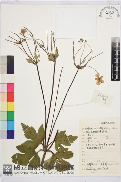 金毛鐵線蓮藏品圖，第1張