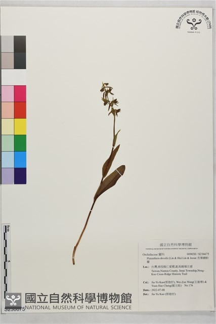 長葉蜻蛉蘭藏品圖，第1張