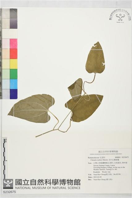 田代氏鐵線蓮藏品圖，第1張