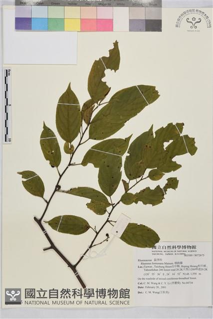 桶鉤藤藏品圖，第1張