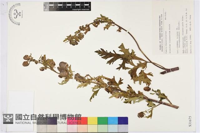 直緣烏頭藏品圖，第1張