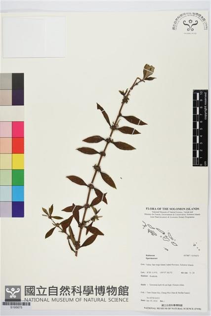 登錄號:S195675藏品圖，第1張