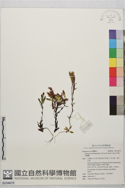 伊澤山龍膽藏品圖，第1張