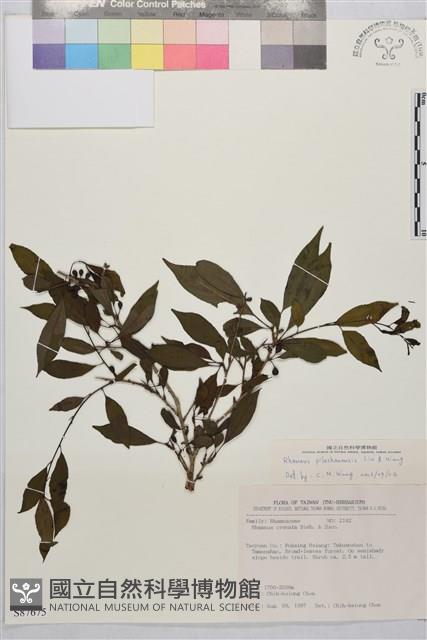 畢祿山鼠李藏品圖，第1張