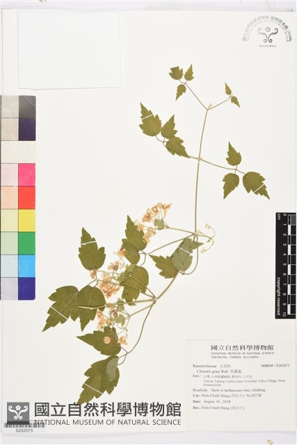 串鼻龍藏品圖，第1張