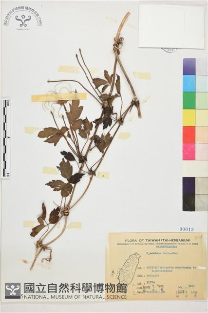 繡球藤藏品圖，第1張