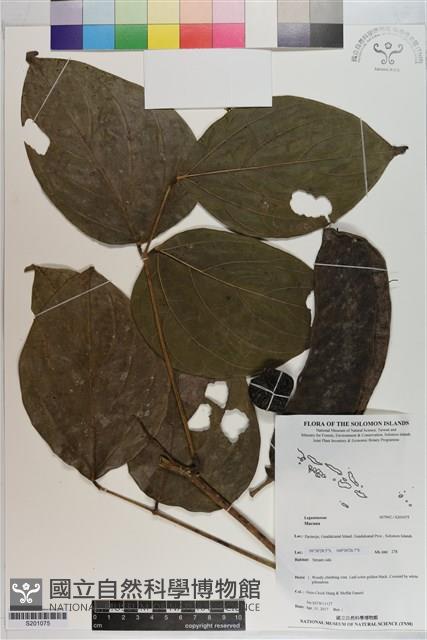 登錄號:S201075藏品圖，第1張