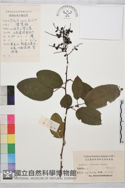 多花勾兒茶, 多花黃鱔藤藏品圖，第1張