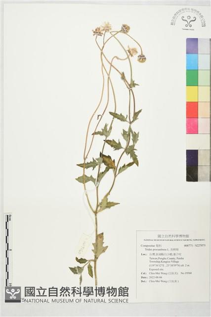 長柄菊藏品圖，第1張