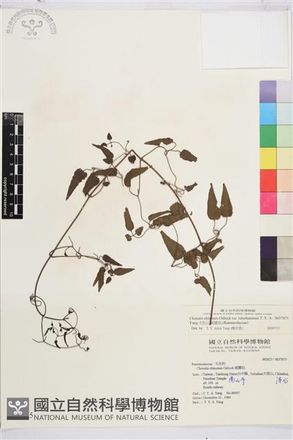 大肚山威靈仙藏品圖，第2張