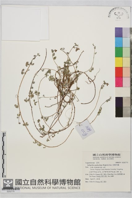 長梗木藍藏品圖，第1張