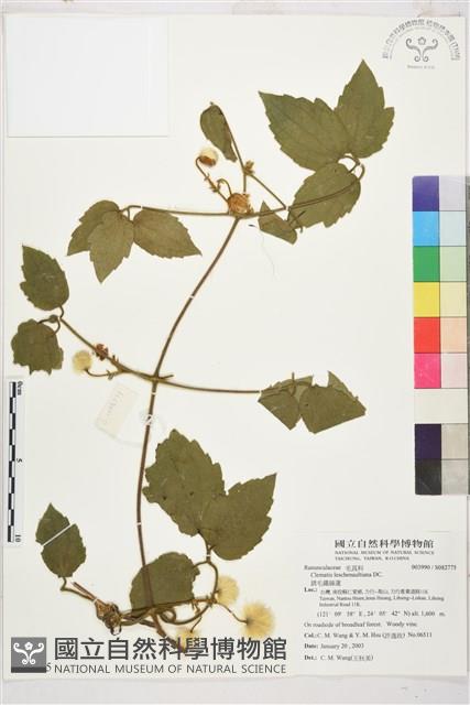 銹毛鐵線蓮藏品圖，第1張