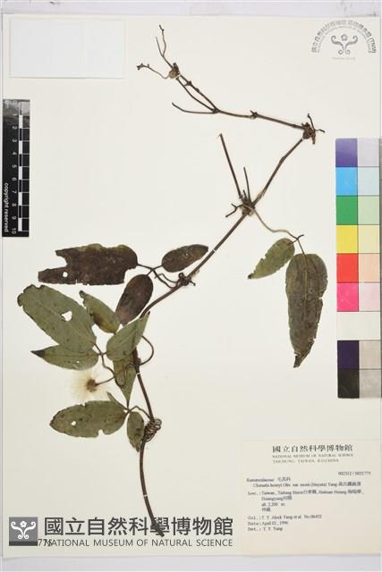 森氏鐵線蓮藏品圖，第2張