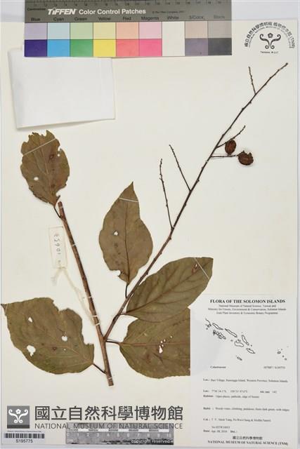 登錄號:S195775藏品圖，第1張