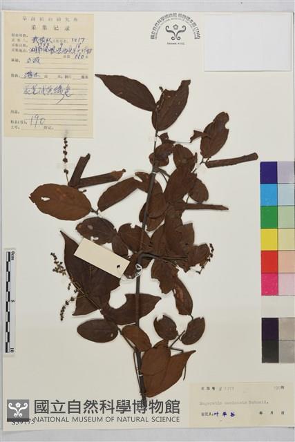 峨眉雀梅藤藏品圖，第1張