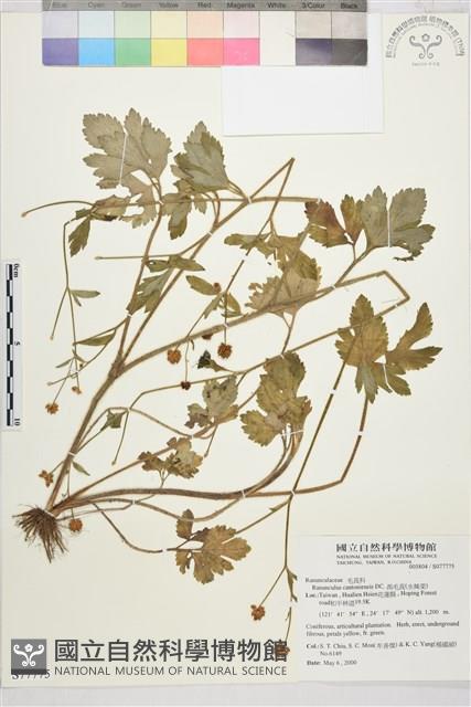 水辣菜、禺毛茛藏品圖，第1張