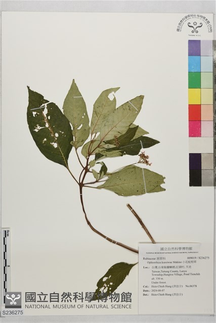 小花蛇根草藏品圖，第1張